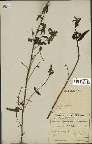 spécimen de Pedicularis resupinata