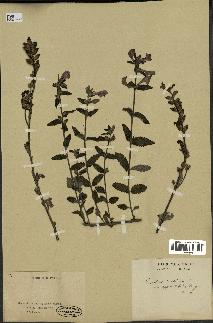 spécimen de Pedicularis resupinata