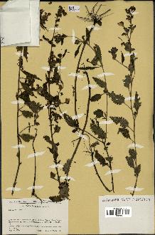 spécimen de Pedicularis resupinata