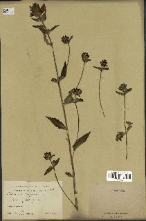 spécimen de Pedicularis resupinata