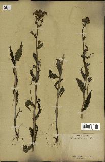 spécimen de Pedicularis resupinata