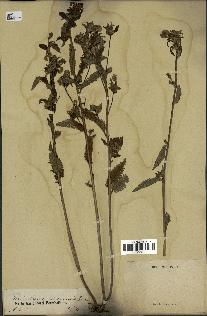 spécimen de Pedicularis resupinata