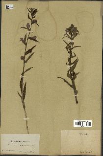 spécimen de Pedicularis resupinata