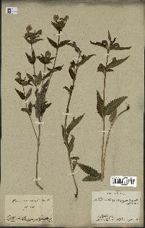 spécimen de Pedicularis resupinata