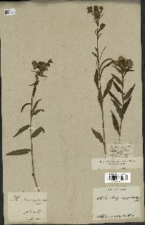 spécimen de Pedicularis resupinata