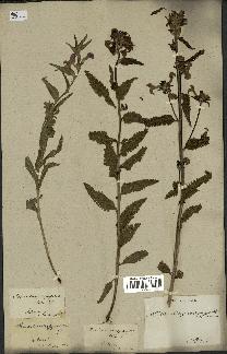 spécimen de Pedicularis resupinata