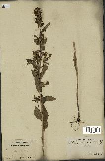 spécimen de Pedicularis resupinata