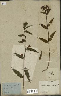 spécimen de Pedicularis resupinata