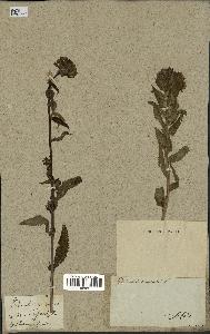 spécimen de Pedicularis resupinata