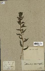 spécimen de Pedicularis resupinata
