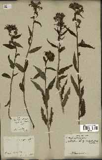 spécimen de Pedicularis resupinata