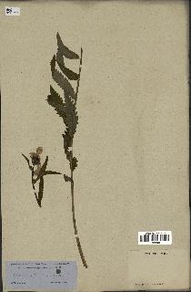 spécimen de Pedicularis resupinata