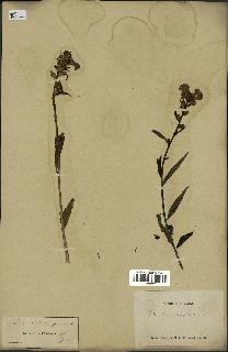 spécimen de Pedicularis resupinata