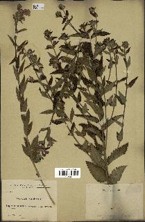 spécimen de Pedicularis resupinata