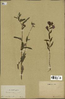 spécimen de Pedicularis resupinata