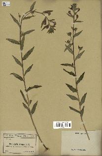 spécimen de Pedicularis resupinata