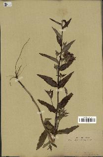 spécimen de Pedicularis resupinata