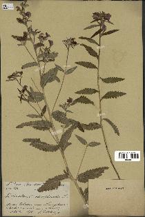 spécimen de Pedicularis resupinata