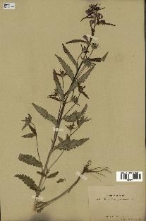 spécimen de Pedicularis resupinata