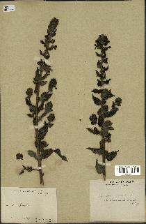 spécimen de Pedicularis resupinata