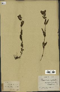 spécimen de Pedicularis resupinata