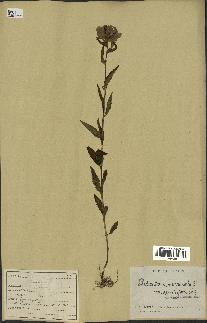 spécimen de Pedicularis resupinata