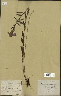 spécimen de Pedicularis resupinata