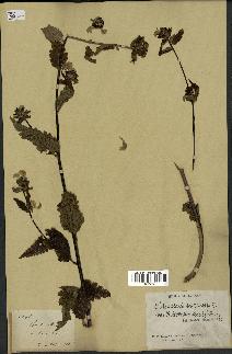 spécimen de Pedicularis resupinata