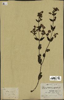 spécimen de Pedicularis resupinata