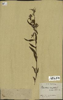 spécimen de Pedicularis resupinata
