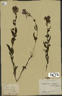 spécimen de Pedicularis resupinata