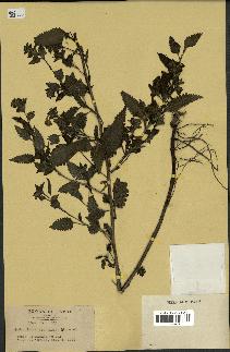 spécimen de Pedicularis resupinata