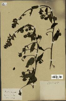 spécimen de Pedicularis resupinata