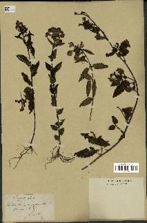 spécimen de Pedicularis resupinata