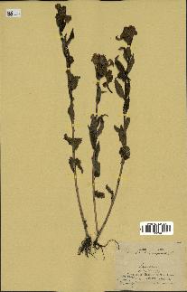 spécimen de Pedicularis resupinata