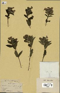 spécimen de Pedicularis resupinata