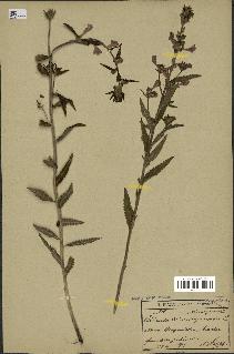 spécimen de Pedicularis resupinata