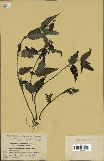 spécimen de Pedicularis resupinata