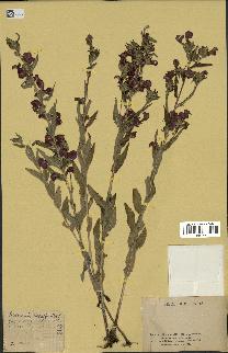 spécimen de Pedicularis resupinata