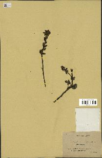 spécimen de Pedicularis resupinata