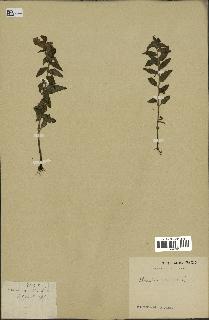 spécimen de Pedicularis resupinata