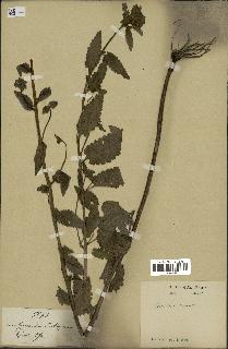 spécimen de Pedicularis resupinata