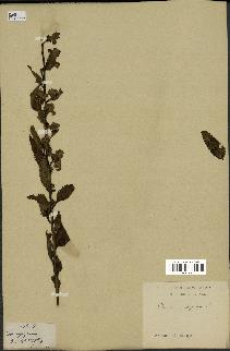 spécimen de Pedicularis resupinata
