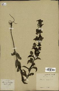 spécimen de Pedicularis resupinata