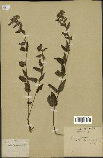 spécimen de Pedicularis resupinata