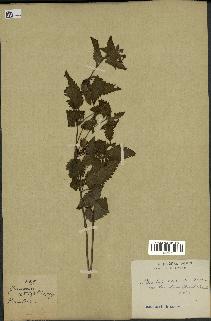 spécimen de Pedicularis resupinata