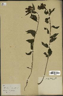 spécimen de Pedicularis resupinata