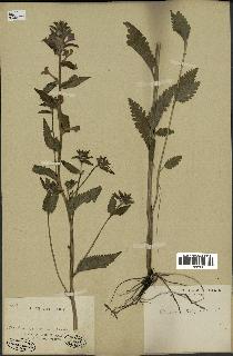 spécimen de Pedicularis resupinata