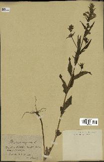 spécimen de Pedicularis resupinata