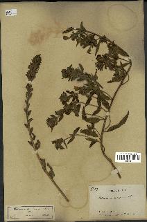 spécimen de Pedicularis resupinata